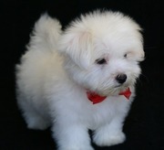 spunky maltese puppies for sale