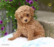 Toy Poodle Puppies for Sale