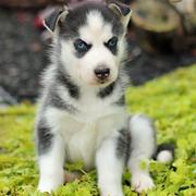 siberian-husky puppies for sale