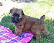 Soft Coated Wheaten Terrier Puppies for Sale