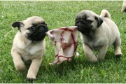 adorable Pug puppies for sale