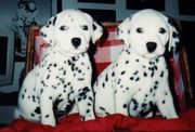 Dalmation Puppies for sale